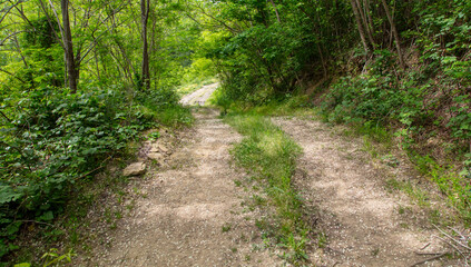 Obraz premium Dirt road in the forest in nature in summer