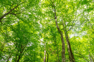 Green trees in the forest in summer