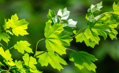 Green leaves on a tree in nature