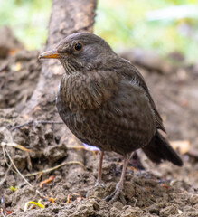 Fototapeta premium Portrait of a starling in the park