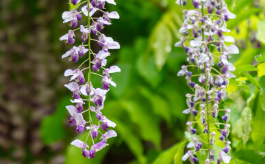 Beautiful flowers on wisteria in summer