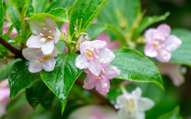 Obraz premium Beautiful flowers on a tree in drops of water after rain