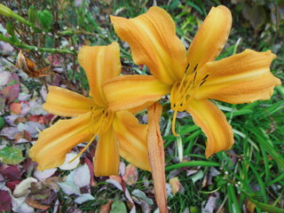 黄色いワスレグサの花