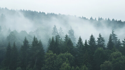 Dense forest trees emerge through a thick mist, creating an eerie yet captivating view of nature's quiet solitude.