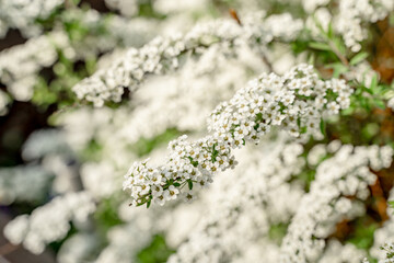 Bush with white flowers, natural background