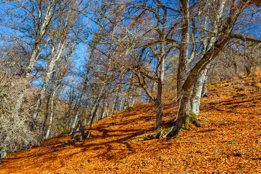 Hyrcanian Forests (Chenar Bon). The Hyrcanian forests are a zone of lush lowland and montane forests covering about 55,000 square kilometres near the shores of the Caspian Sea in Iran and Azerbaijan. 