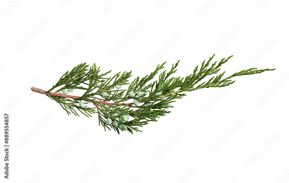 Wall mural juniper branch with berries isolated on white background. design element for creating holiday compos