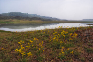 Yellow flowers on the rocks near the salt lake Tuzkol in Kazakhstan and its steppe shores and mountains in autumn