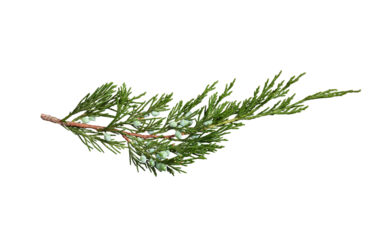Juniper branch with berries isolated on white background. Design element for creating holiday compositions, collages, cards, invitations.