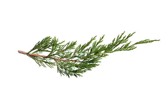 Juniper branch with berries isolated on white background. Design element for creating holiday compositions, collages, cards, invitations.