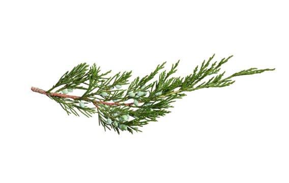 Juniper branch with berries isolated on white background. Design element for creating holiday compositions, collages, cards, invitations.