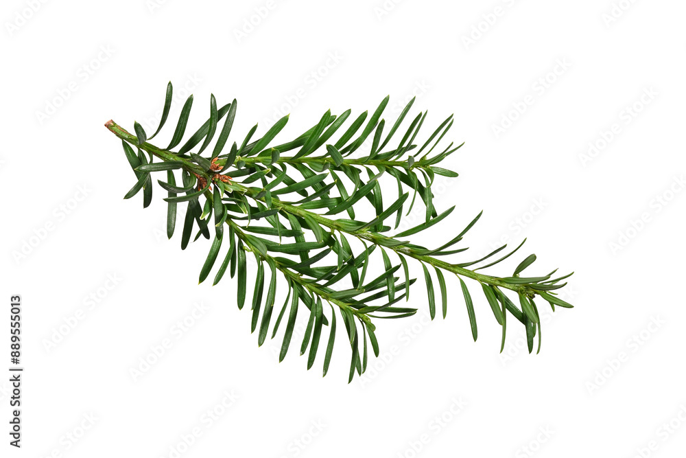 Wall mural green branch of coniferous tree (yew) isolated on white background. design element for creating holi