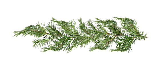 Christmas garland of yew and juniper branches.  Design element for creating holiday compositions, collages, cards, invitations.