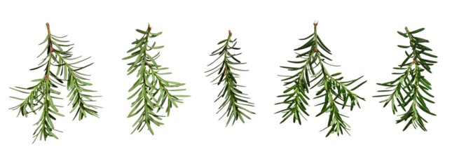 Set of yew branches isolated on white background. Back and front view. Design element for creating holiday compositions, collages, cards, invitations, patterns.