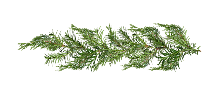Christmas garland of yew and juniper branches.  Design element for creating holiday compositions, collages, cards, invitations.