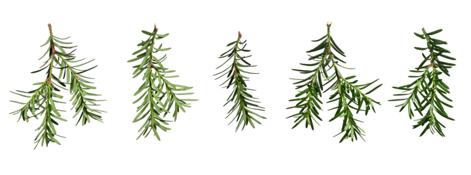 Set of yew branches isolated on white background. Back and front view. Design element for creating holiday compositions, collages, cards, invitations, patterns.