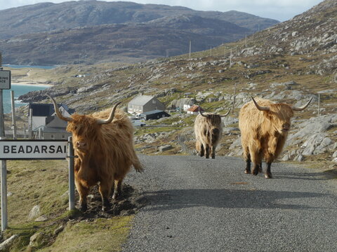 Highland Cattles on the Road to Hushinish, Isle of Harris Scotland