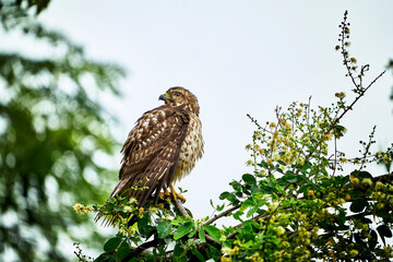 The bushhopper (Buteo magnirostris) is a medium-sized bird of prey, with dark brown plumage and light bands on the tail. It is found in Central and South America, inhabiting savannahs, grasslands and 