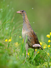 Corn crake bird ( Crex crex )