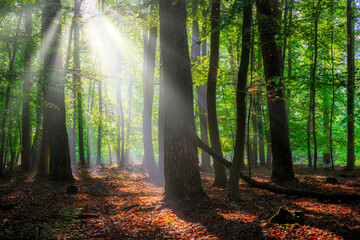 Obraz premium Beautiful sunny morning in green forest