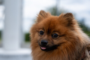 A pomeranian dog with a tongue sticking out. The dog is brown and has a fluffy coat