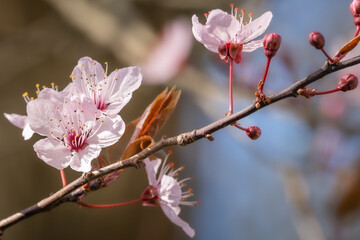 Kirschblüten
