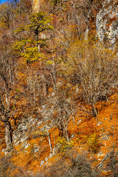 Hyrcanian Forests (Chenar Bon). The Hyrcanian forests are a zone of lush lowland and montane forests covering about 55,000 square kilometres near the shores of the Caspian Sea in Iran and Azerbaijan. 