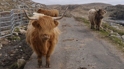 Fototapeta premium Highland Cattles on the Road to Hushinish, Isle of Harris Scotland