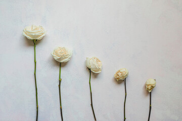 withering flower stages with 5 white roses on white background