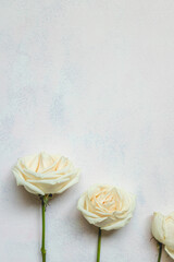 3 white roses in white back with space for text and copy