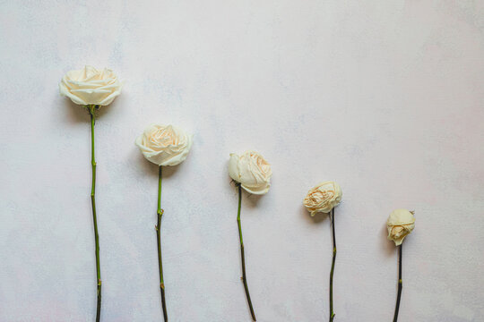 withering flower stages with 5 white roses on white background