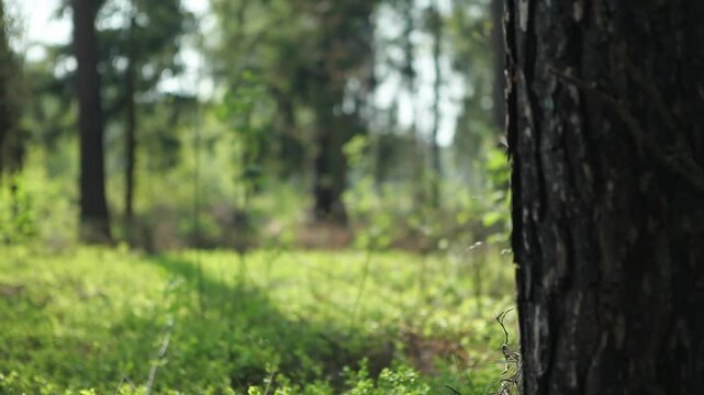 Temperate broadleaf and mixed forest ( (changing focus from background to foreground)