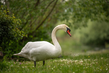Schwan im Grünen