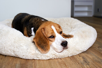 Beagle dog is lying on the dog bed. 