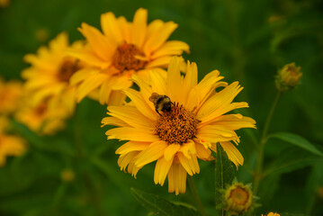orange daisies in outdoor park on green grass in mid summer with bee in flower