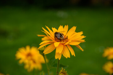 orange daisies in outdoor park on green grass in mid summer with bee in flower