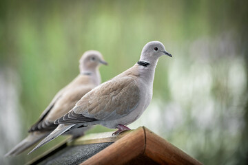 Türkentaubenpärchen