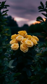 Yellow roses in the evening garden beautiful summer flowers moody floral background