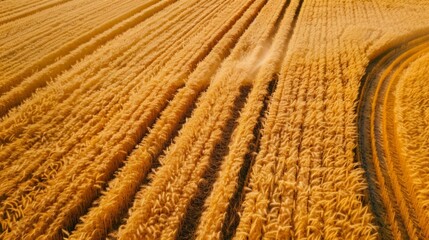 Aerial Vista of Wheat Harvest: Combine Harvesters at Work, Field Patterns, Autumn Agriculture