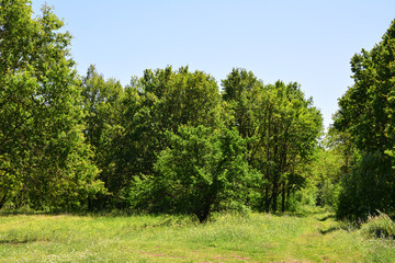 an oak tree in a field with a few other trees in the background 