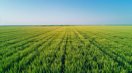 Golden Harvest: Aerial View of Lush Green Wheat Field Ready for Harvest Under Clear Blue Sky, Copy Space