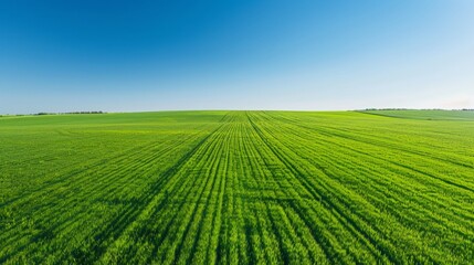Golden Harvest: Aerial View of Lush Green Wheat Field Ready for Harvest Under Clear Blue Sky, Copy Space