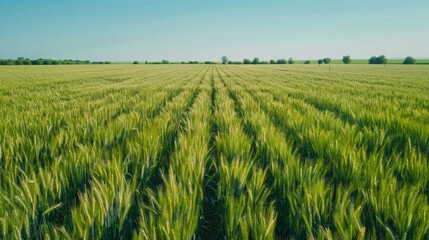 Golden Harvest: Aerial View of Lush Green Wheat Field Ready for Harvest Under Clear Blue Sky, Copy Space