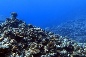 Scuba Dive at Okinawa