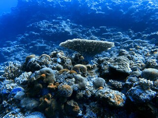 Scuba Dive at Okinawa