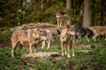 Wolfsrudel