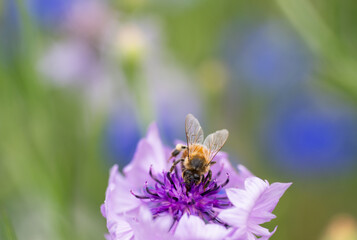 Honey Bee on Cornflower in Garden