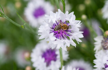 Obraz premium Honey Bee on Cornflower in Garden