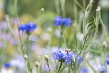 Honey Bee on Cornflower in Garden