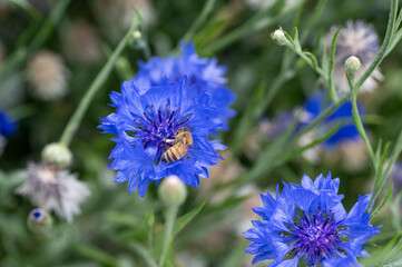 Honey Bee on Cornflower in Garden